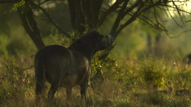 Exmoor pony female, similar to original wild equine extinct tarpan, flehming in natural steppe habitat flirts during her rut via smell. Great herbivore repatriation project. Milovice, Czech republic