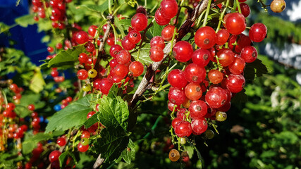 clusters of red currants hang on a bush. the summer berry is ripe.