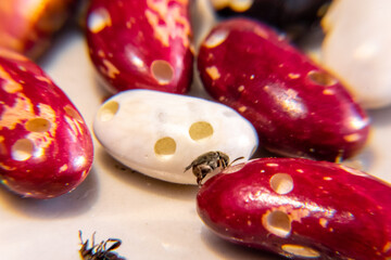 beetle beetle weevil running over holey beans