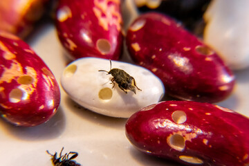 bean weevil beetle sitting on white eaten bean spreads its wings for takeoff
