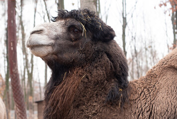 portrait of brown camel close up