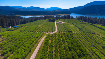 Orchard from above