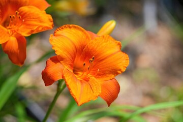 光を浴びて輝く満開のオレンジ色のユリの花＠富士見高原、山梨