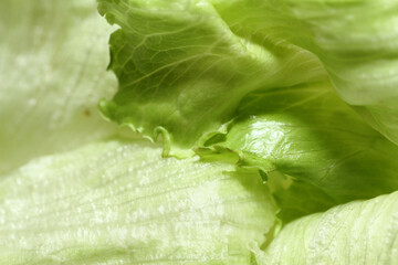 Macro texture of iceberg lettuce