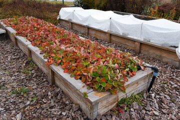 Strawberry leaves with autumn colors on backyard garden