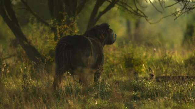 Exmoor pony female, similar to original wild equine extinct tarpan, flehming in natural steppe habitat flirts during her rut via smell. Great herbivore repatriation project. Milovice, Czech republic