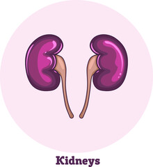 Icon of kidneys. Human anatomy