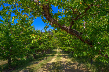 Orchard in the PNW