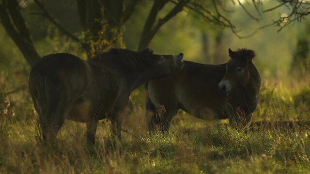 Exmoor pony female, similar to original wild equine extinct tarpan, flehming in natural steppe habitat flirts during her rut via smell. Great herbivore repatriation project. Milovice, Czech republic