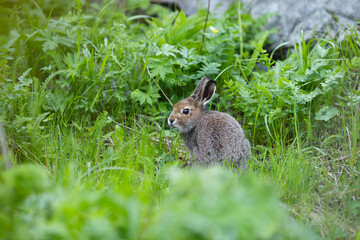 Hare on a background of green grass in the forest closeup.