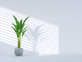 Green tropical plant on empty room with window shadow