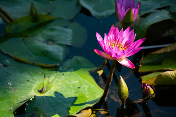 beautiful pink and yellow water lily on the pond