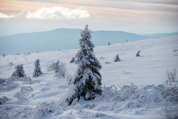 Obraz premium Pine covered snow, christmas tree. Winter landscape with trees covered with snow hoarfrost. Winter nature for design.