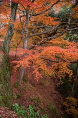 天空の城　備中松山城の石垣と紅葉