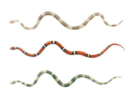 Watercolor set of snakes isolated on white background.