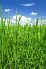 稲穂が出来始めた夏の田圃風景