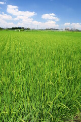 稲穂が出来始めた夏の田圃風景