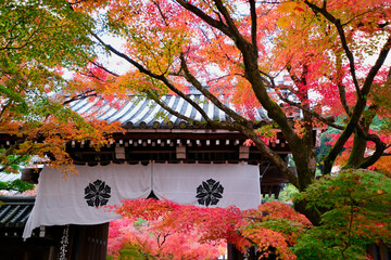 【京都】禅林寺の紅葉（秋）