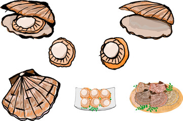 ホタテのイラストセット