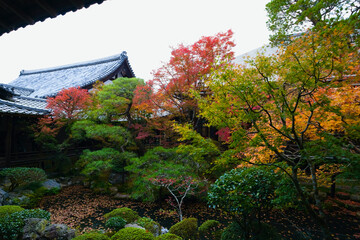 Obraz premium 【京都】禅林寺の紅葉（秋）