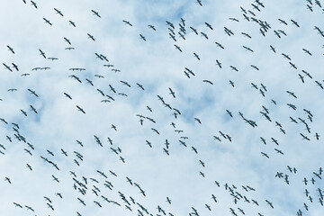 Flock of Snow Geese migrating to the south, under the clouds