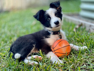 Border collie puppy with ball