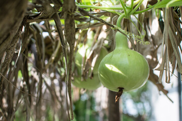 vegetable plot calabash plant in garden