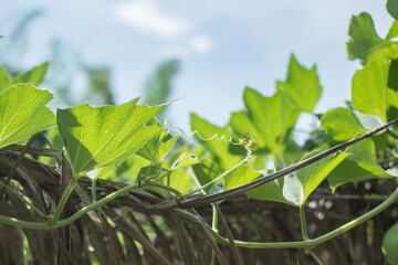 calabash plant with blue sky in the garden