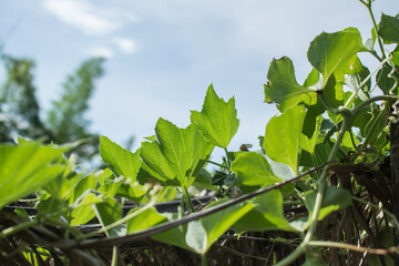calabash plant with blue sky in the garden