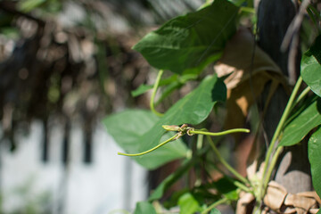 Lentil plant creep in the garden