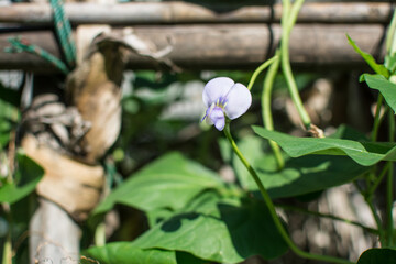 Lentil flower creep in the garden