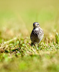 American Pipit