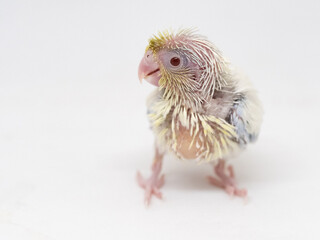 Selective focus of forpus parrotlet bird follow pie dilute cobalt turquoise color studio shot on white background