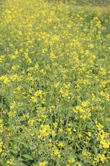 yellow colored mustard flower farm