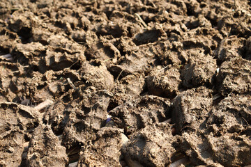 brown colored cow dung stock
