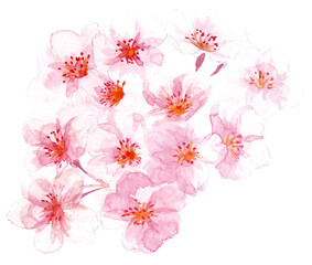 桜の花の水彩画