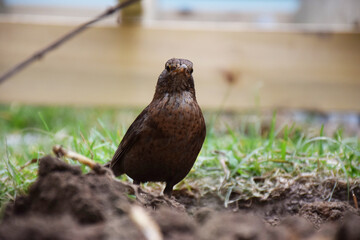 A brown bird hunts for worms in backyard soil