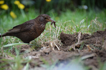 A brown bird hunts for worms in backyard soil