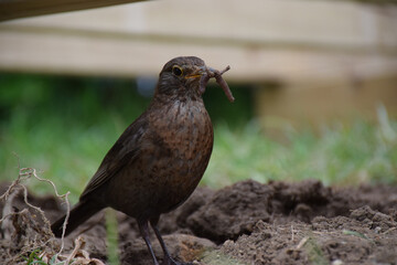 A brown bird hunts for worms in backyard soil