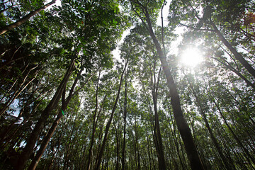 Gaze up at the beautiful rubber trees and deciduous forests.