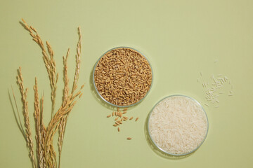 wheat and rice in petri dish light green background  for product advertising , traditional food content , top view