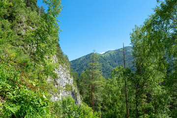 Sheer cliff high in the mountains. Green pine trees grow on the mountainside