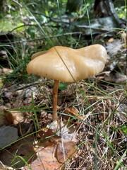 mushrooms in the forest