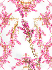 花：エリカ
花言葉：良い言葉