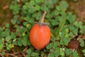 Mimusops elengi, Tanjung in Indonesia language, is a medium sized evergreen tree found in tropical forests in Southeast Asia include Indonesia and English common names Spanish cherry, medlar