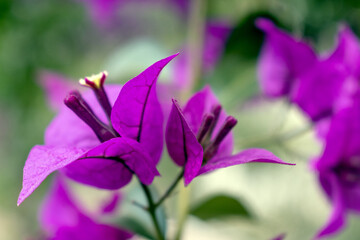 veranera violeta fucsia  florecida en un parque 