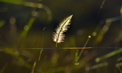 close up of grass