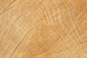 Fototapeta premium Natural wooden cross section rings skin with cracked seamless patterns background