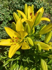 yellow lily flower
