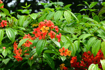 Bauhinia coccinea is a beautiful orange, yellow and red flowering houseplant belonging to the genus Bauhinia and the legume family.